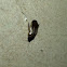 Surinam cockroach