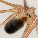 Long-bodied Cellar Spider