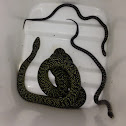 Speckled kingsnake