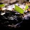 Texas Leaf Cutting Ant