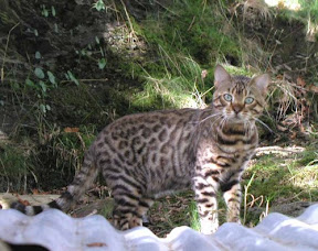 Indykatz Cobra