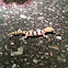 Western banded gecko