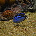 Blue tang