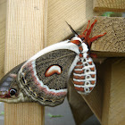 cecropia