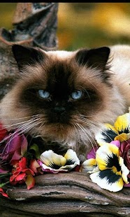 How to download Persian Cats Wallpapers patch 1.0 apk for bluestacks