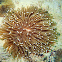 Mushroom Coral