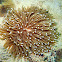 Mushroom Coral