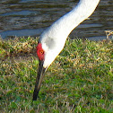 Sandhill Crane
