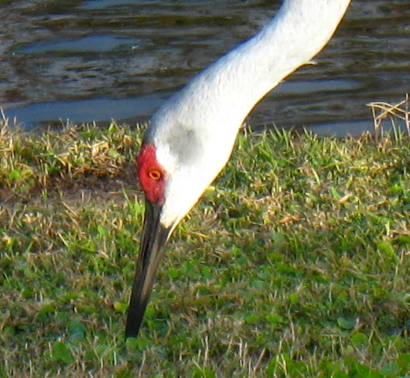 Spotting Image 1