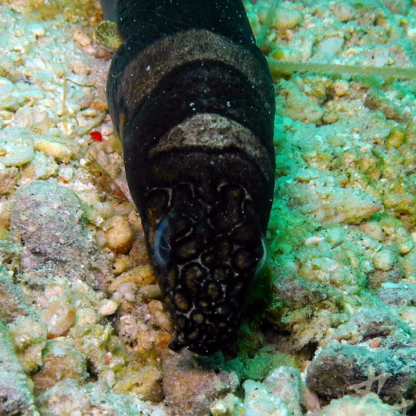 Saddled Snakeeel Project Noah