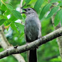 Gray Catbird