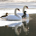 Mute Swans (male & female) Mallard Ducks (male & female)