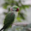 Alexandrine Parakeet