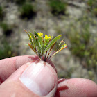 Blackfoot River evening primrose