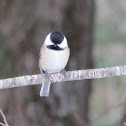 Black-capped Chickadee