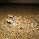 Toad