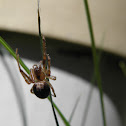 spider
