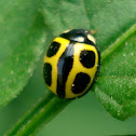Yellow ladybug
