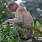 Proboscis Monkey
