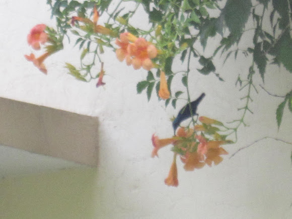Spotting Image 1