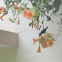 HUMMINGBIRD