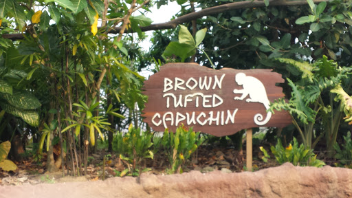 Brown Tufted Capuchin 