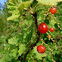 Redcurrant