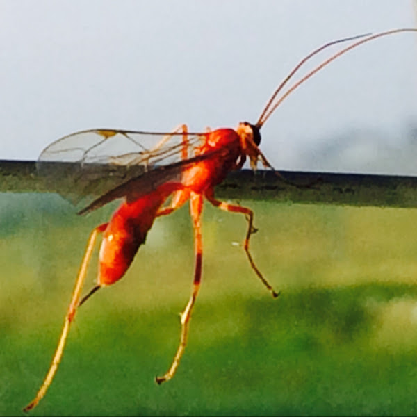 Female Orange Wasp Project Noah