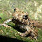 Rain forest Frog