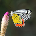 Common Jezebel