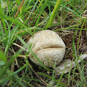 mushroom