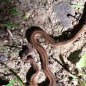 Dekay's Brown Snake