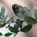 Common Firecrest, reyezuelo listado