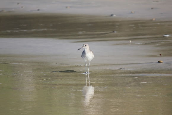 Spotting Image 1
