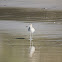 Willet