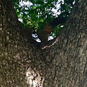 Grey squirrel