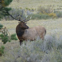 Elk