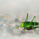 Bush Cricket