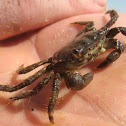 Cangrejo corredor - Marbled rock crab