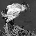 White Ibis