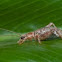 Scaly Cricket