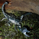 Scorpian