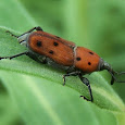 Beetles!