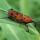 Beetles!