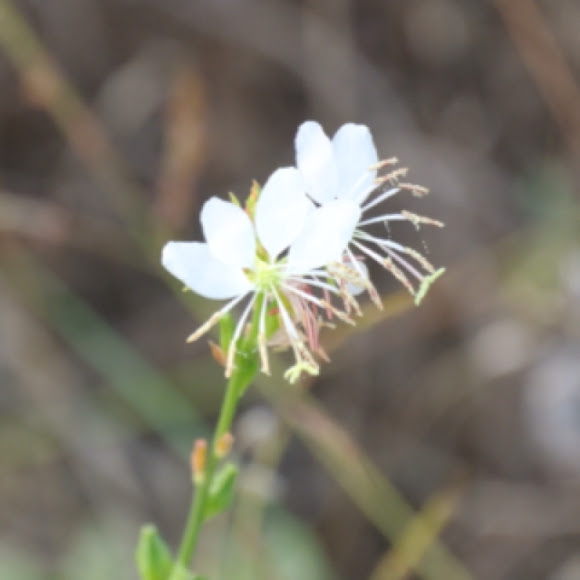 Spotting Image 1