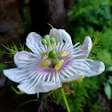 Passiflora Foetida