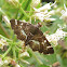 Spotted Beet Webworm Moth