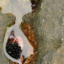 Lined Shore Crab