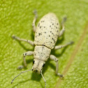 Little leaf notcher weevil