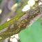 mourning gecko